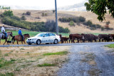 4755_Cattle_drive.jpg