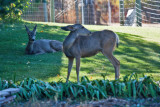 4567_Deer.jpg