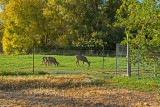 4703_Deer_in_lower_pasture.jpg