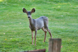 4706_Deer_in_backyard.jpg