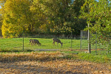 4703_Deer_in_lower_pasture.jpg