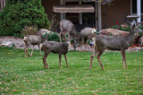 4829_Deer_2018.jpg