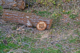 4678_Fire_Wood.jpg