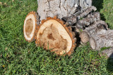 4698_Firewood_slice.jpg