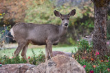 4911_Deer.jpg