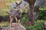 4915_Deer.jpg