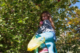 4944_Kids_picking_apples.jpg