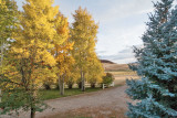 5051_Aspens.jpg
