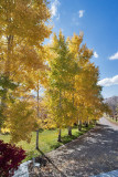 5055_Aspens.jpg
