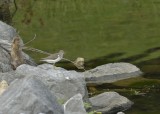 Water Birds