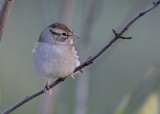 Sparrow species