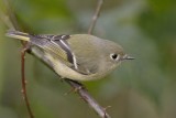 Kinglets