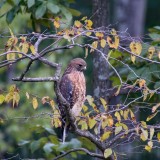 DigiScoping Hawks (subGallery)