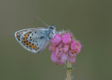 Heideblauwtje - Silver-studded Blue