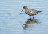 Algemene soorten - Common species