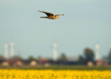 Steppekiekendief - Pallid Harrier