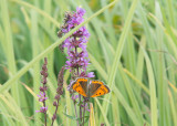 Grote Vuurvlinder - Large Copper