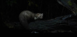 Stone Marten - Steenmarter