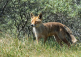 Zoogdieren - Mammals