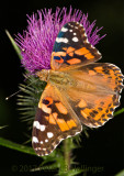 Lepidoptera