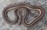 Reptiles