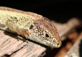 IMG_4659