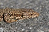 En deux jours à peine, ce joli lézard s'est déjà habitué à ma présence et pose en toute confiance