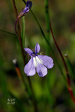 Loving Breath original_lobkal6036c_Ontario Lobelia