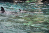 Dolphin Dream original_dolphinbn5815ed_Atlantic Bottlenose Dolphin