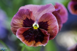 explosion_florale_2018