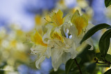 explosion_florale_2018