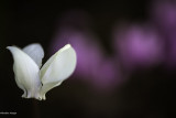 explosion_florale_2018