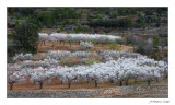 Amelers florits. Pobla de Benifassà. Tinença de Benifassà (Castelló)
