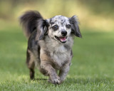 Funnyface the Chaweenie