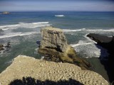 Muriwai Beach Gannets 2017-2018