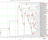 JOHNSTON Phylogenetic Tree - 111 Markers