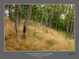 North Fork Mtn Grassy Hillside.jpg