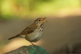 Grive solitaire (Hermit Thrush)