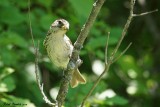 Cardinal à poitrine rose (Rose-breasted Grosbeak)