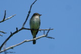 Moucherolle des aulnes (Alder Flycatcher)