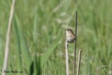 Juillet - July