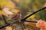 Bruant fauve (Fox Sparrow)