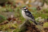 Pic mineur (Downy Woodpecker)