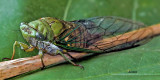 MACRO PHOTOGRAPHY
