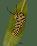 MACRO PHOTOGRAPHY