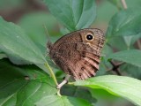 Brushfooted Butterflies: Satyrinae