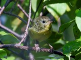 Genus Geothlypis: Yellowthroats