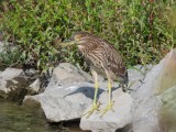 Herons