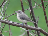 Vireos and Larks