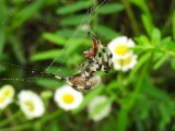 Orbweavers